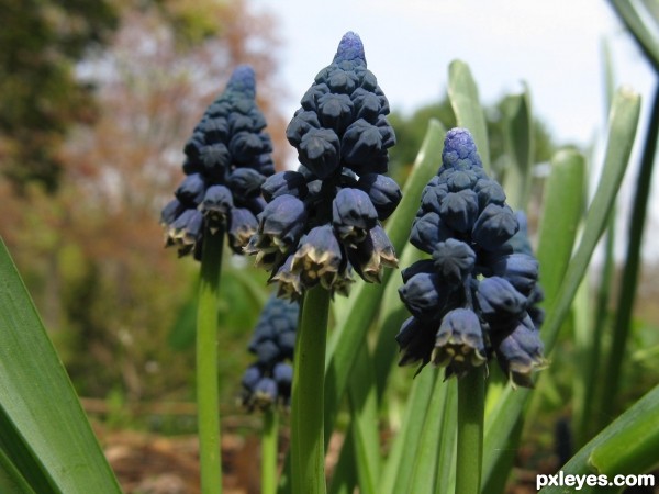 blue grape hyacinth